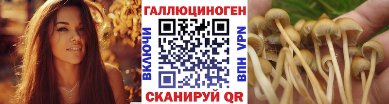 Псилоцибиновые грибы Psilocybe Островной